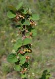 Cotoneaster melanocarpus. Ветка с цветками. Якутия, ГО г. Якутск, окр с. Ст. Табага, подножье сопки. 14.06.2016.