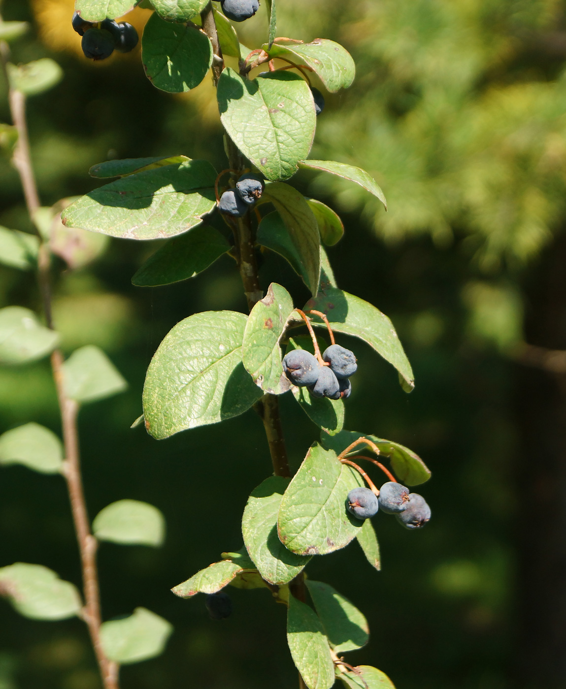 Изображение особи Cotoneaster melanocarpus.