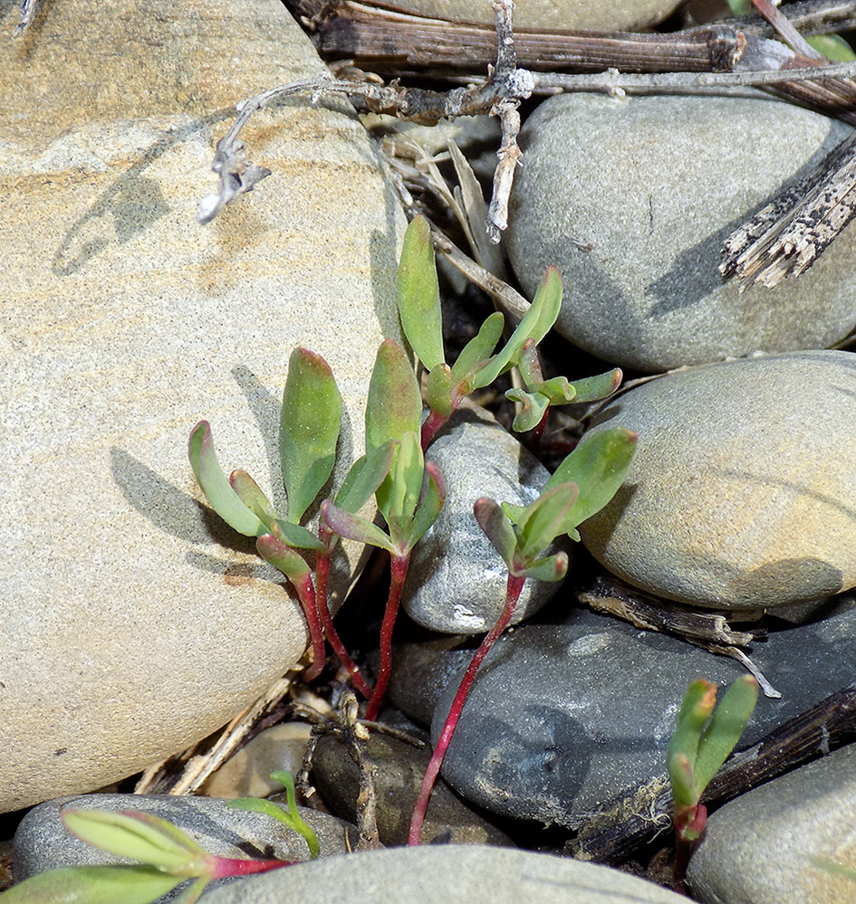 Изображение особи Polygonum euxinum.