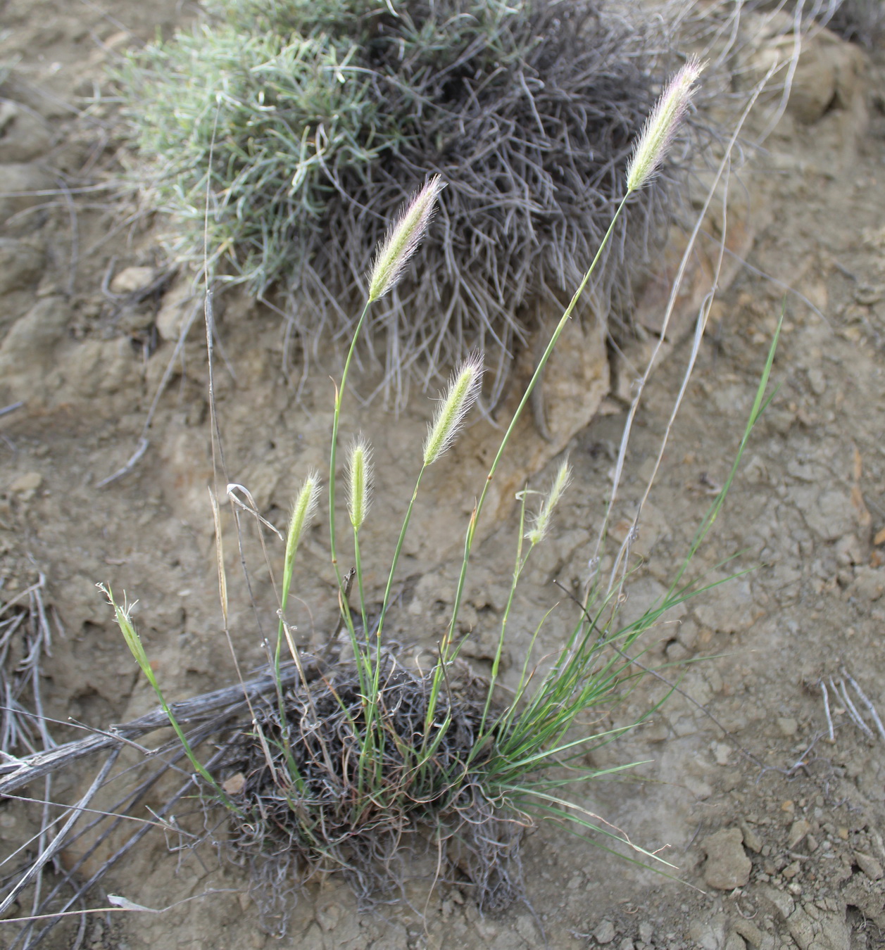 Изображение особи Tetrapogon villosus.