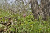 Fritillaria ussuriensis. Верхушки побегов с цветками. Приморский край, о. Русский, п-ов Тобизина, редколесье на склоне сопки. 13.05.2018.