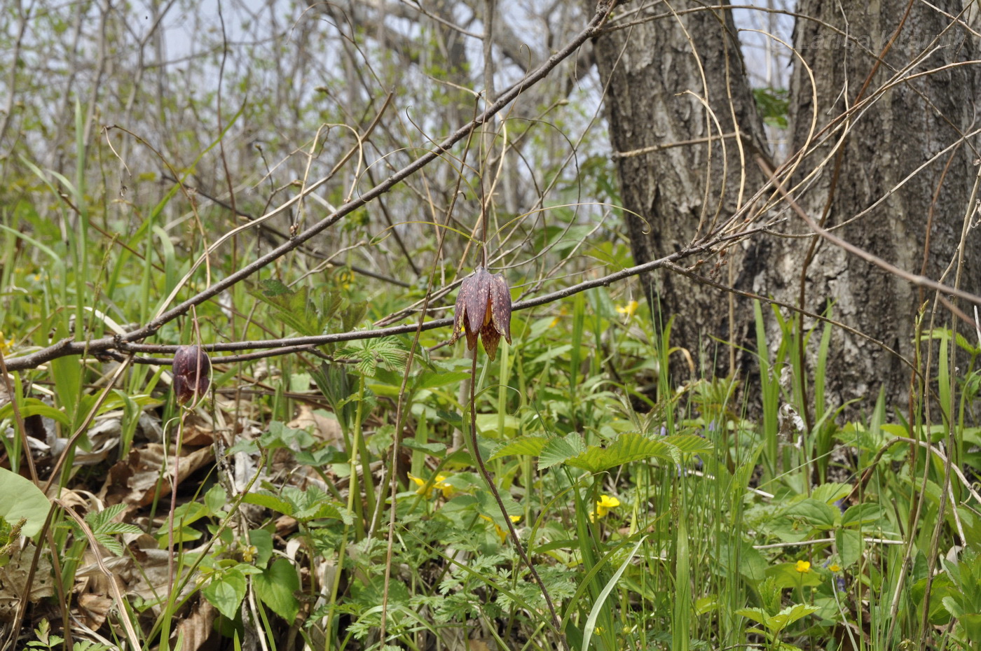 Image of Fritillaria ussuriensis specimen.