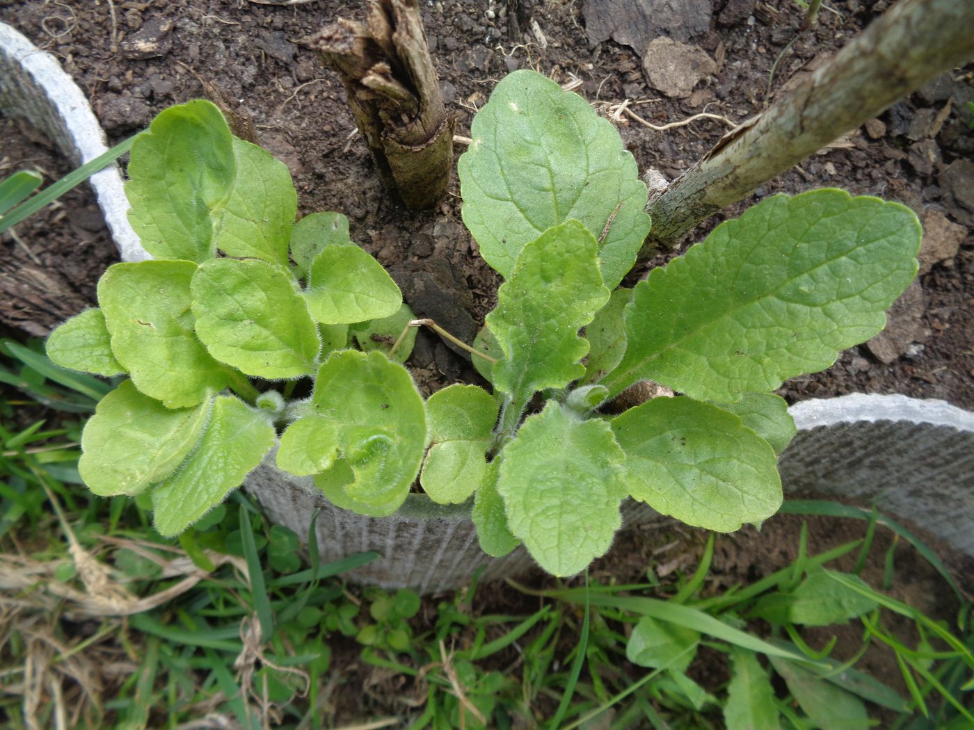 Изображение особи Digitalis purpurea.