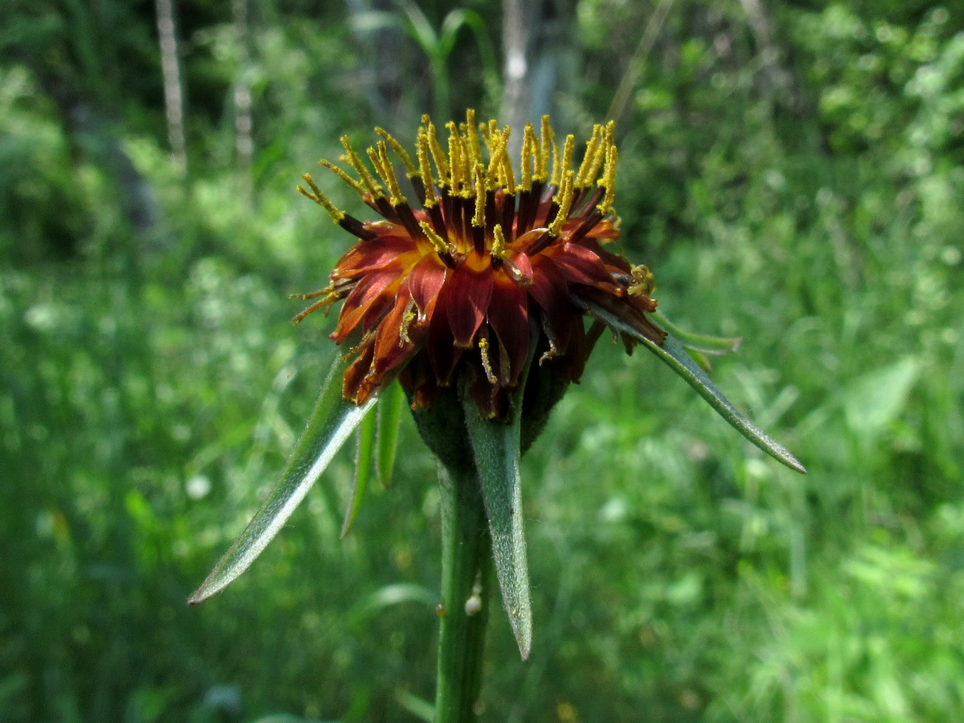 Image of Tragopogon sibiricus specimen.