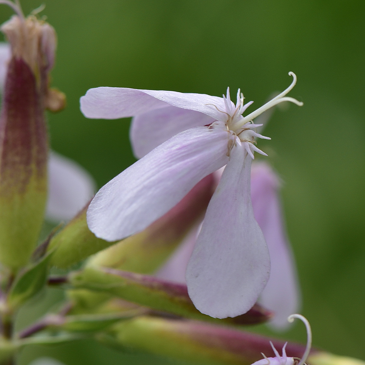 Изображение особи Saponaria officinalis.