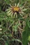 Carlina vulgaris