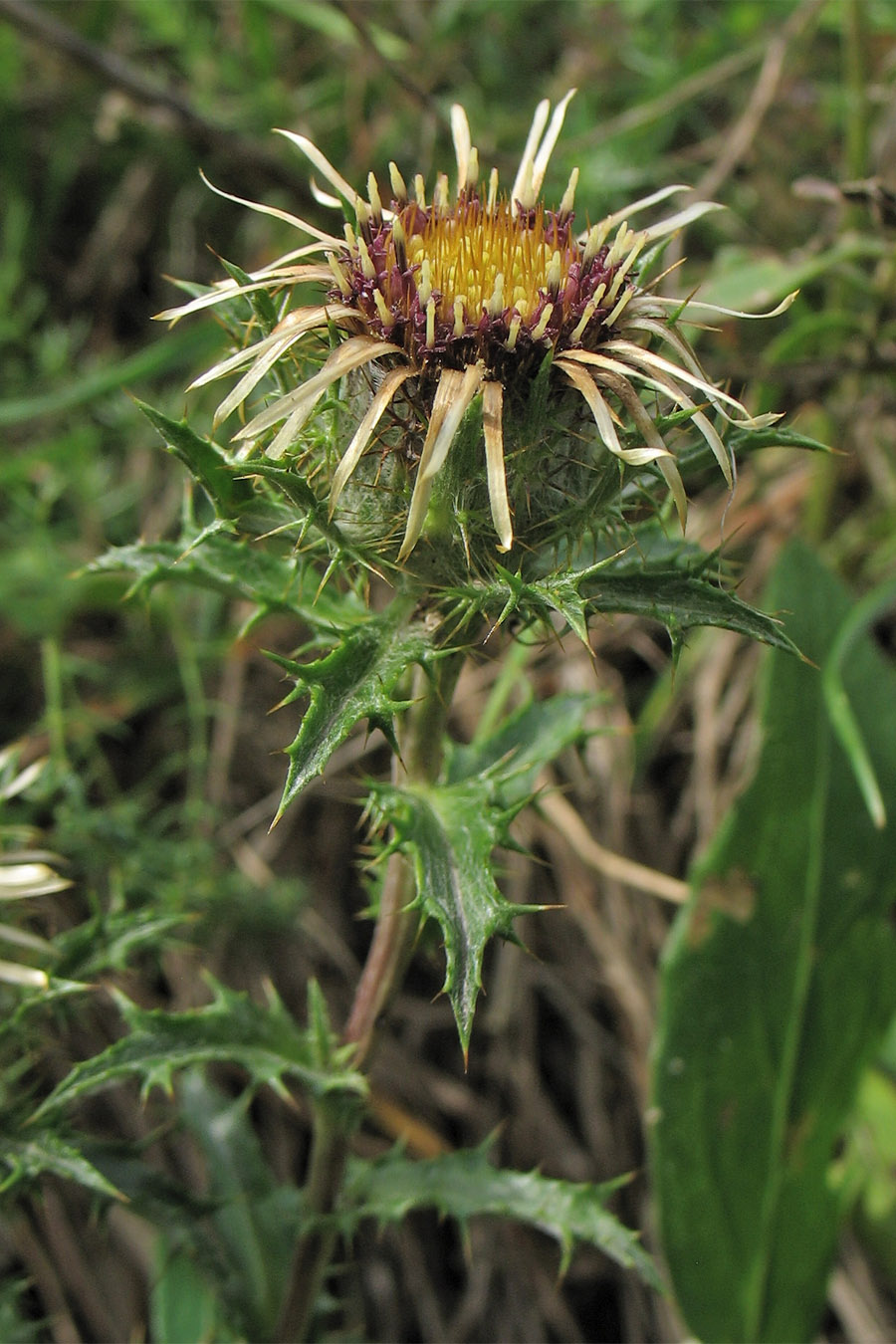 Изображение особи Carlina vulgaris.