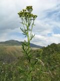 Tanacetum pseudachillea. Верхушка зацветающего растения. Южный Казахстан, Таласский Алатау, запов. Аксу-Жабаглы, ущ. Кши-Каинды, 1780 м н.у.м., заросли кустарников на склоне сев. экспозиции. 19 июня 2018 г.