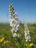 Veronica pinnata