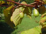 Actinidia kolomikta. Часть побега с плодами. Марий Эл, г. Йошкар-Ола, Ботанический сад-институт. 15.08.2019.