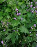 Lamium maculatum. Цветущее растение. Сербия, горный массив Златибор, ущелье р. Гостилье, опушка грабово-букового леса. 13.07.2019.