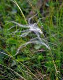 род Stipa. Соплодие. Алтай, Онгудайский р-н, низовья р. Урсул, ≈ 600 м н.у.м., степной склон. 10.06.2019.