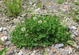 Trifolium repens. Цветущее растение. Приморский край, окр. г. Владивосток, п-ов Муравьёва-Амурского, на искусственной насыпи. 03.06.2020.