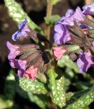 Pulmonaria saccharata