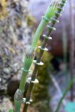 Equisetum pratense