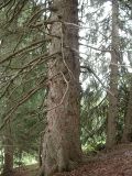 Picea schrenkiana. Ствол старого дерева. Юго-восточный Казахстан, хр. Кетмень. 6 августа 2007 г.