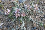 Astragalus ammotrophus