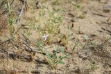 Erodium oxyrhynchum