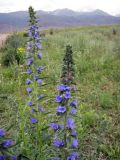 Echium vulgare. Верхушки побегов с соцветиями. Казахстан, плато между Терскей-Алатау и хр. Кетмень, 2000 м н.у.м. 16.06.2010.