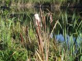 Typha latifolia. Плодоносящие растения. Беларусь, Гродненская обл., Новогрудский р-н, вдхр. Косичи, прибрежно-водная растительность. 10.09.2021.