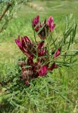 Astragalus cornutus. Ветвь с соцветиями. Луганская народная республика, г. Луганск, балка Калмыцкий Яр, днище балки. 12.05.2023.