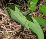 Passiflora maliformis