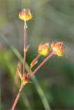 Potentilla crantzii. Верхушка побега с соплодием. Мурманская обл., п-ов Средний, побережье Большой Волоковой губы, разнотравный приморский луг. 12.07.2023.