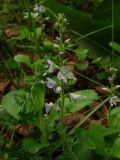 Veronica officinalis