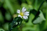 Cerastium davuricum. Цветок. Красноярский край, Шушенский р-н, национальный парк \"Шушенский Бор\", ≈ 500 м н.у.м., опушка смешанного леса. 11.06.2022.