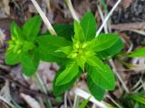 Euphorbia squamosa. Верхушка соцветия. Краснодарский край, г/о Сочи, Хостинский р-н, гора Бытха, восточный склон, широколиственный лес. 02.04.2024.