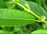 Salix triandra