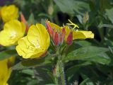 Oenothera pilosella. Верхушка стебля с цветками и бутонами. Московская обл., Раменский р-н, окр. дер. Хрипань, дачный участок. 24.06.2001.