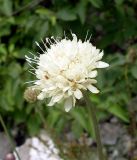 Cephalaria uralensis