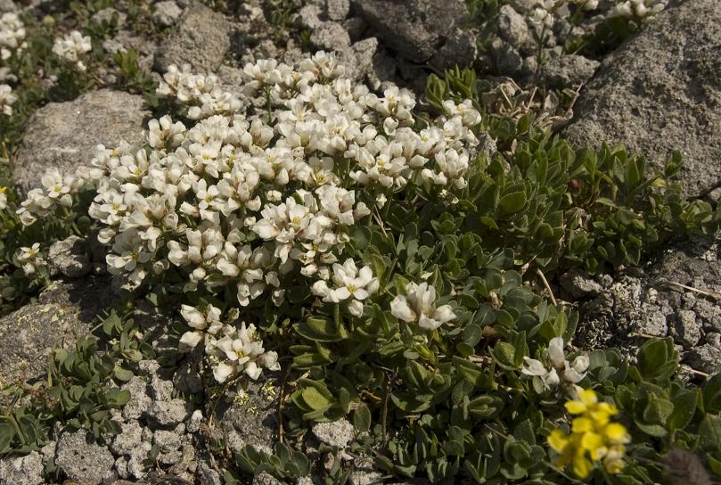 Изображение особи Eunomia rotundifolia.