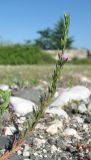 Lythrum hyssopifolia. Верхушка цветущего растения. Абхазия, Гагрский р-н, окр. с. Бзыпта. 13.06.2012.