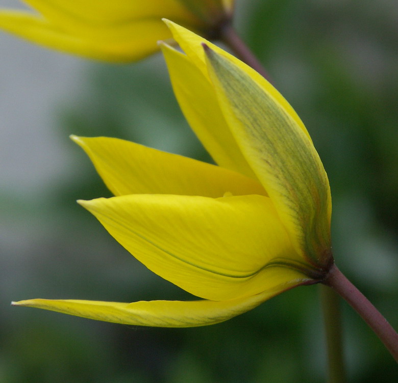 Изображение особи Tulipa sylvestris.