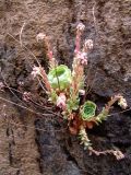 Rosularia sempervivum