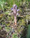 Orobanche coerulescens