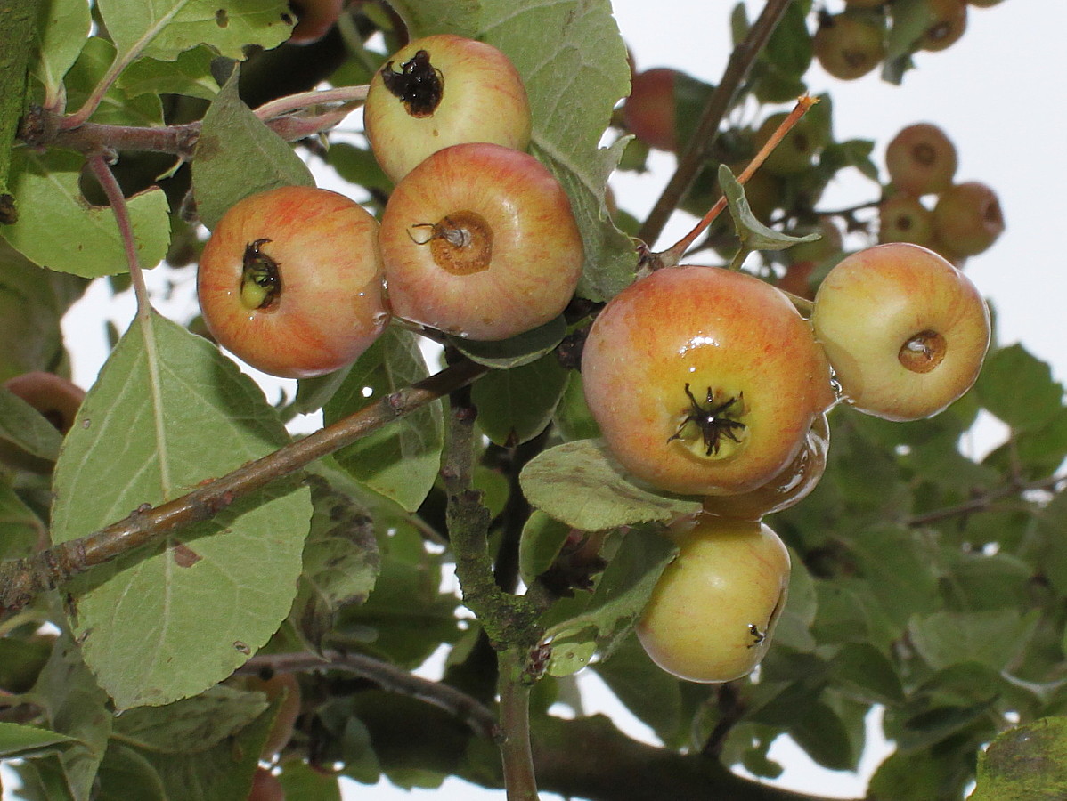 Изображение особи Malus domestica ssp. cerasifera.