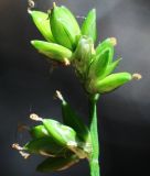 Carex tenuiflora