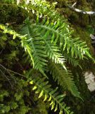 Polypodium vulgare. Спороносящее растение. Карелия, Ладожское озеро, о. Валаам. 13.05.2012.