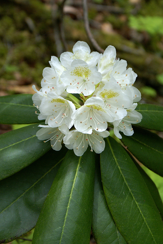 Изображение особи Rhododendron fauriei.