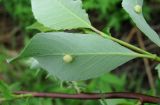 Salix phylicifolia