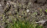 Festuca filiformis