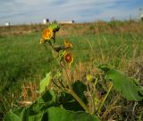 Abutilon theophrasti