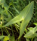 Sagittaria sagittifolia