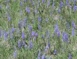 Veronica spicata