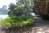 Rhizophora mucronata. Поросль молодых растений. Таиланд, провинция Краби, курорт Рейли. 14.12.2013.