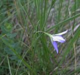 Campanula altaica