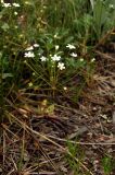 Androsace lactiflora